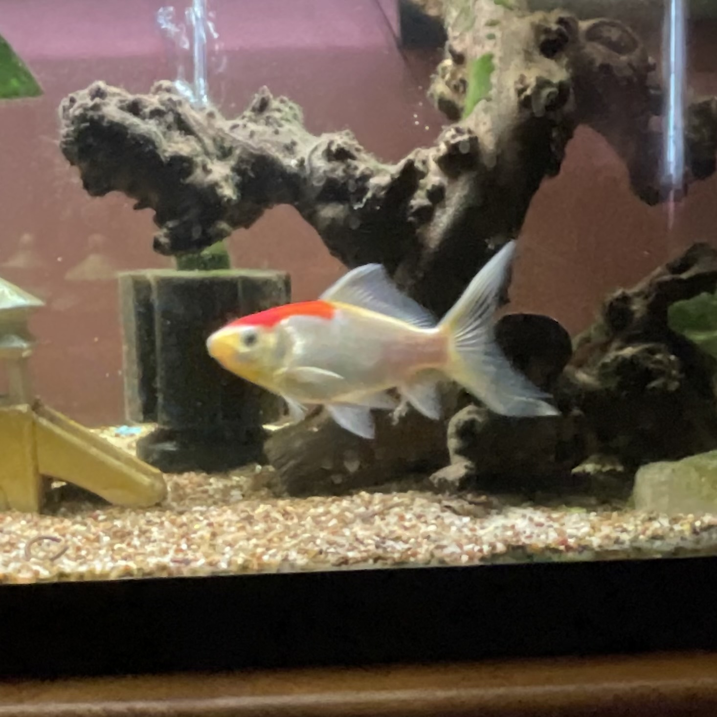 Picklebob the real comet goldfish swimming in his tank at home